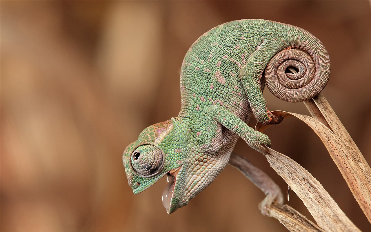Colorful animal chameleon HD wallpapers #10 - 1280x800