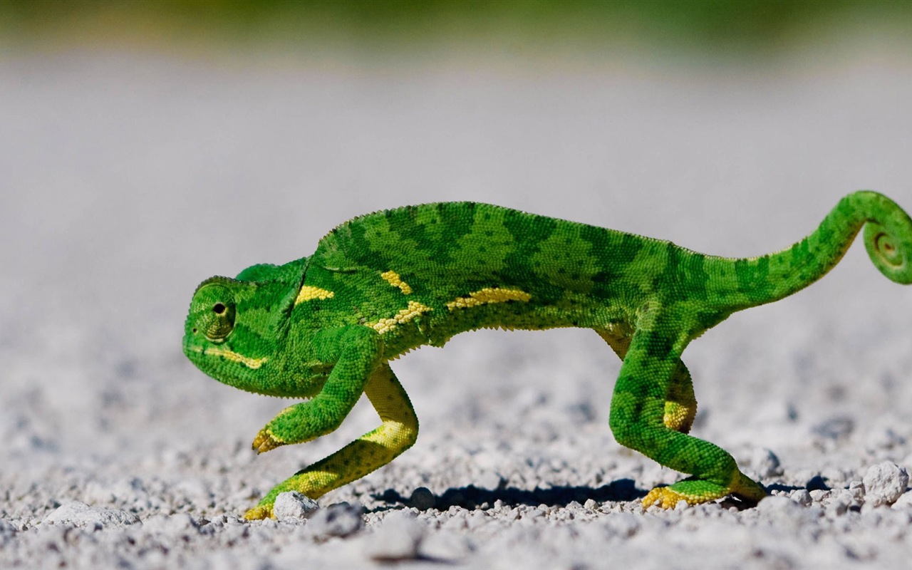 Animales colorido fondos de pantalla de alta definición camaleón #12 - 1280x800