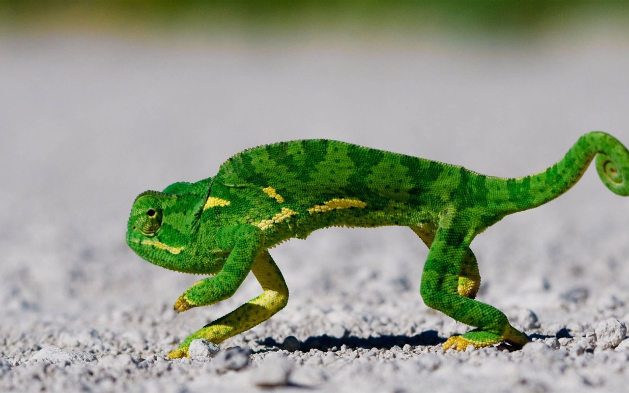 Animaux Fonds d'écran coloré caméléon HD #12 - 1280x800