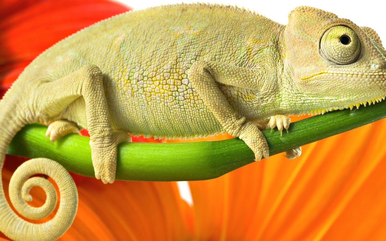Colorful animal chameleon HD wallpapers #15 - 1280x800