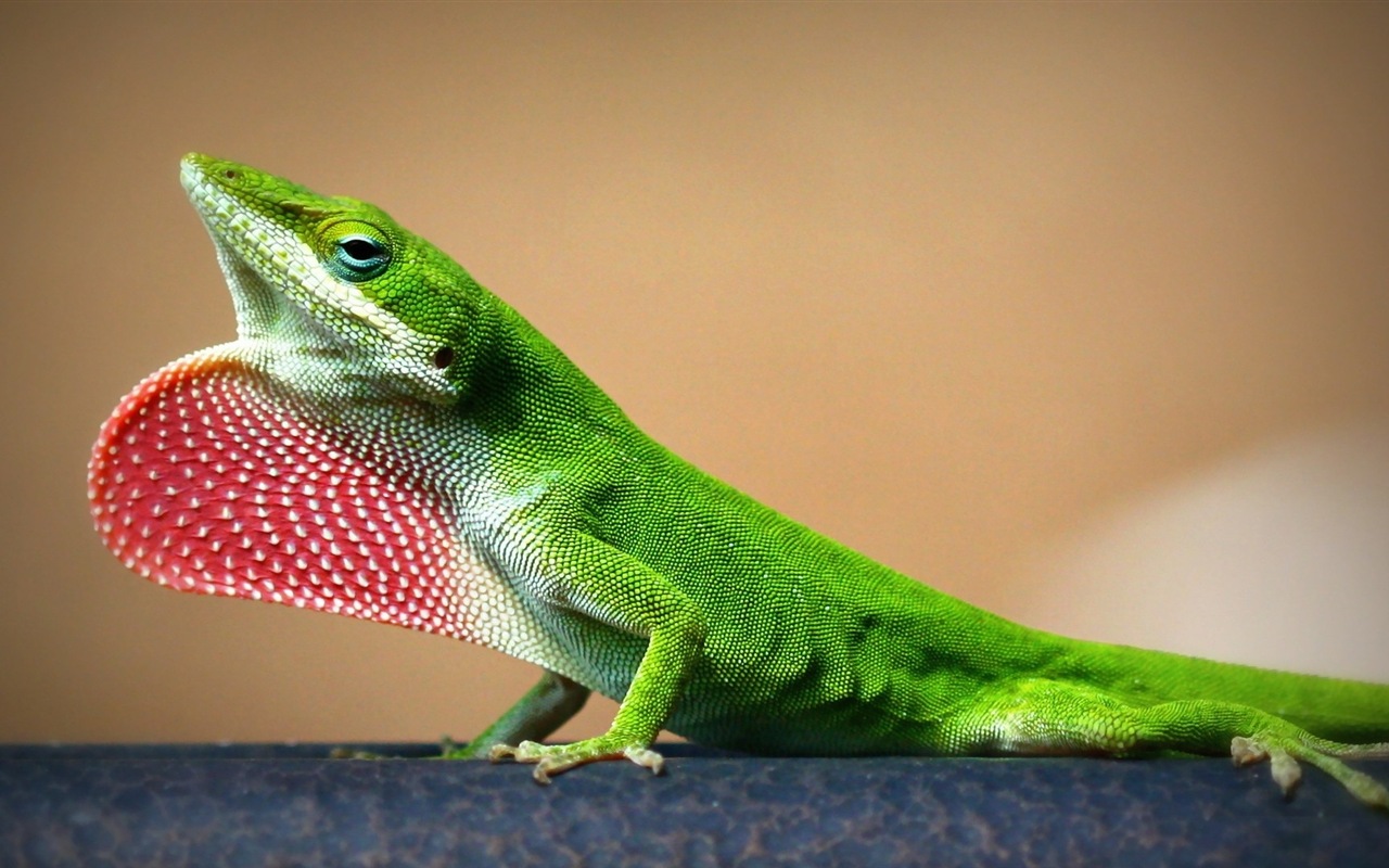 Animaux Fonds d'écran coloré caméléon HD #16 - 1280x800