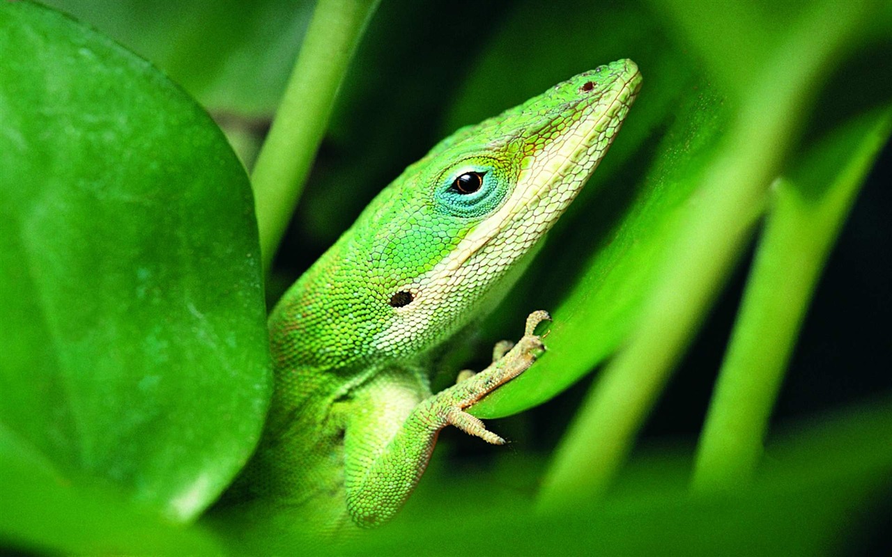 Animaux Fonds d'écran coloré caméléon HD #17 - 1280x800