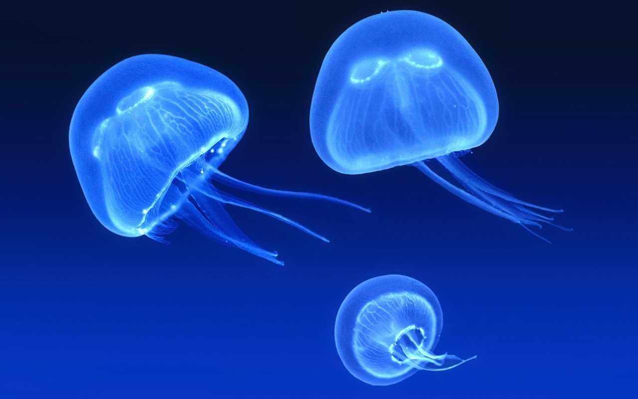 Windows 8 主題壁紙，水母 #9 - 1280x800