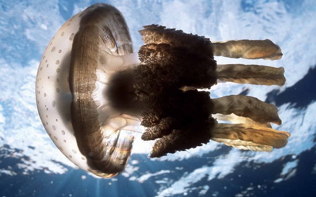 Windows 8 theme wallpaper, jellyfish #14 - 1280x800