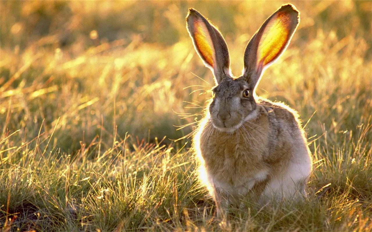 Furry zvířata, roztomilý zajíček HD tapety na plochu #5 - 1280x800