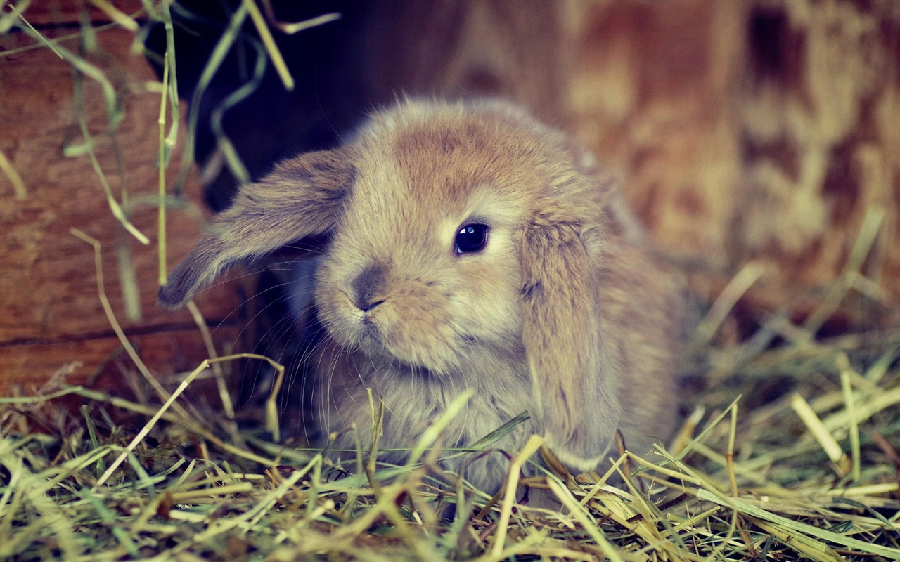 Furry animals, cute bunny HD wallpapers #7 - 1280x800