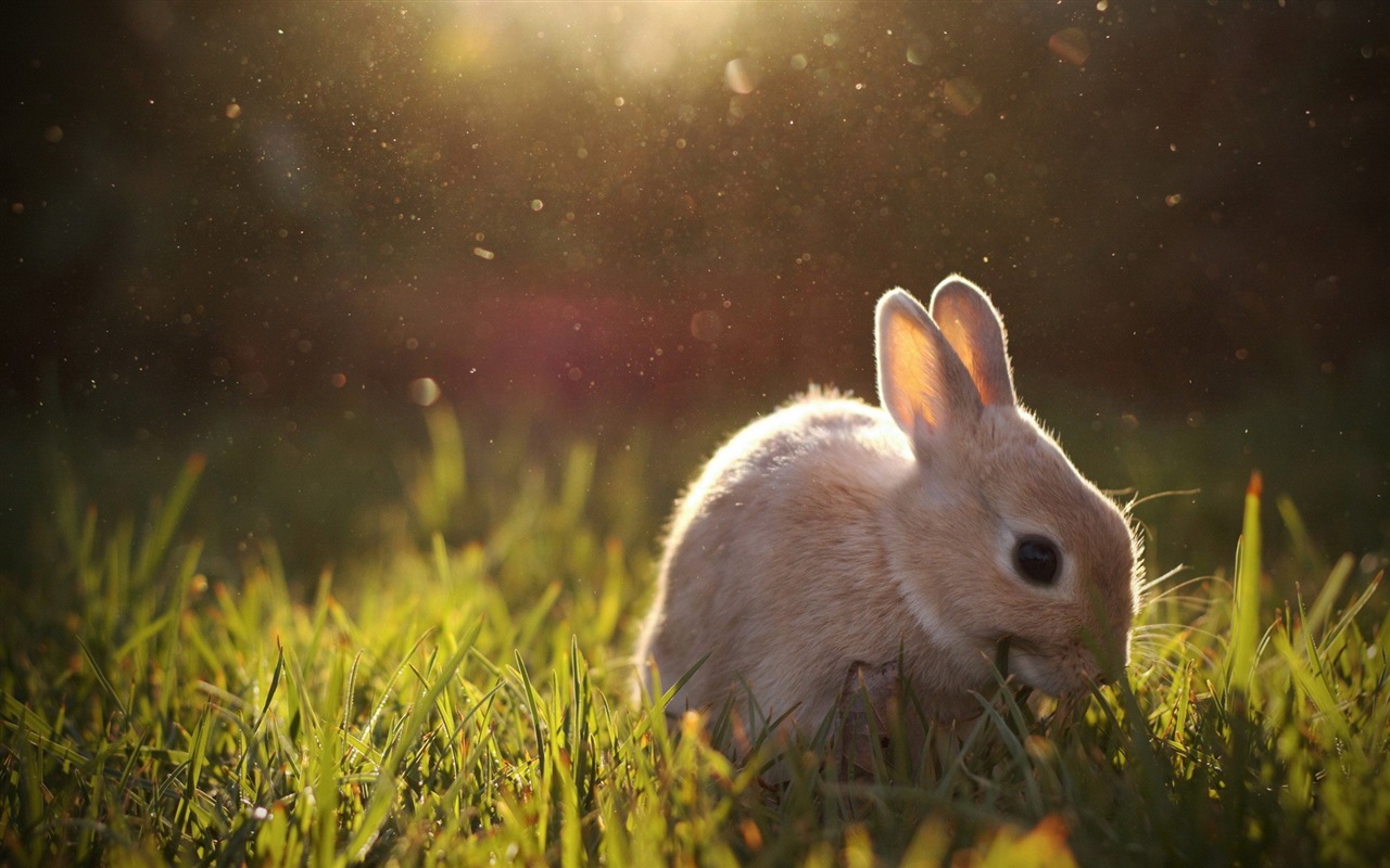 毛茸茸的動物，可愛的兔子 高清壁紙 #10 - 1280x800