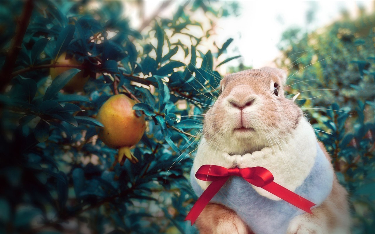 Furry animals, cute bunny HD wallpapers #14 - 1280x800