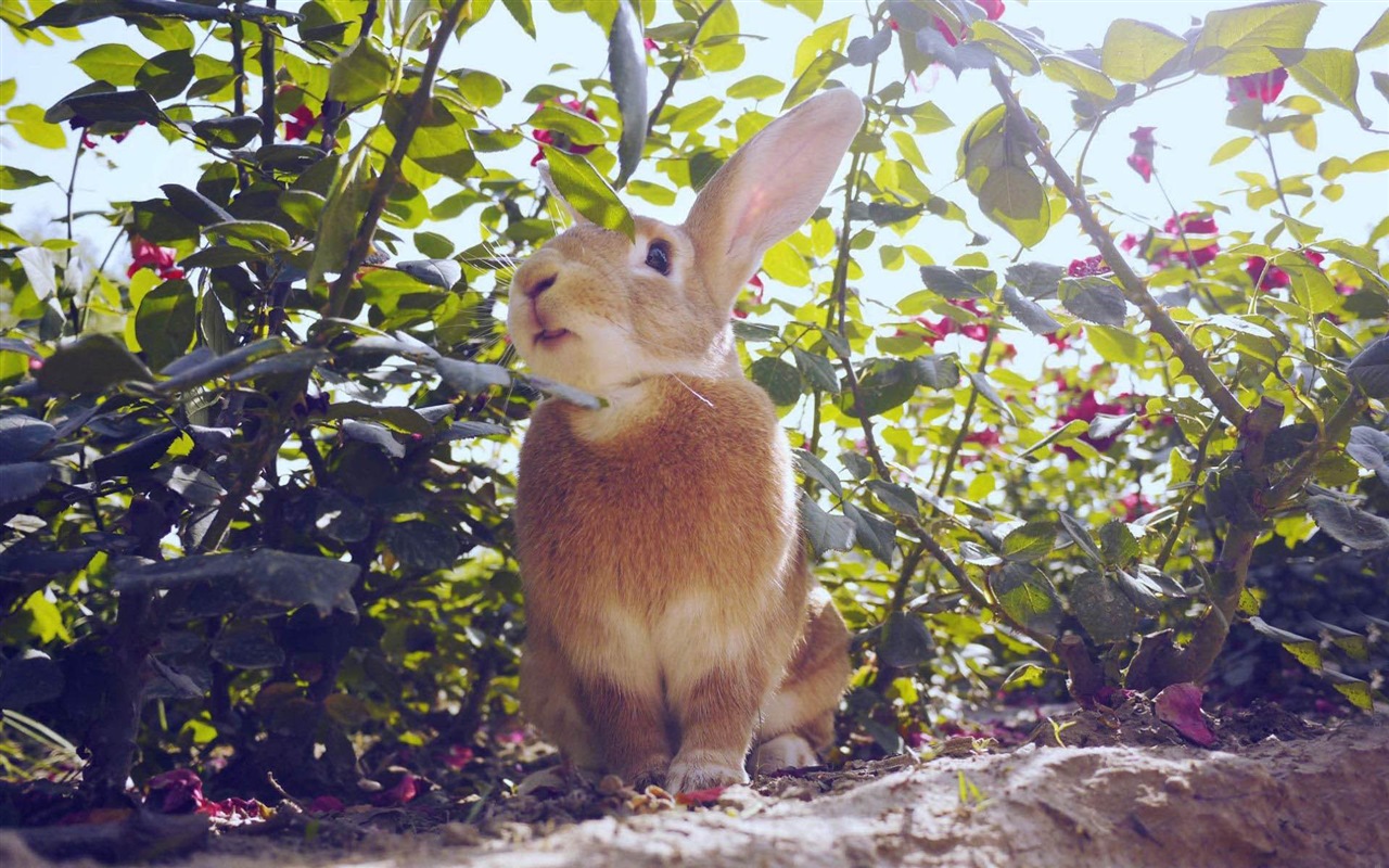 Animaux à fourrure, mignon fonds d'écran lapin HD #16 - 1280x800