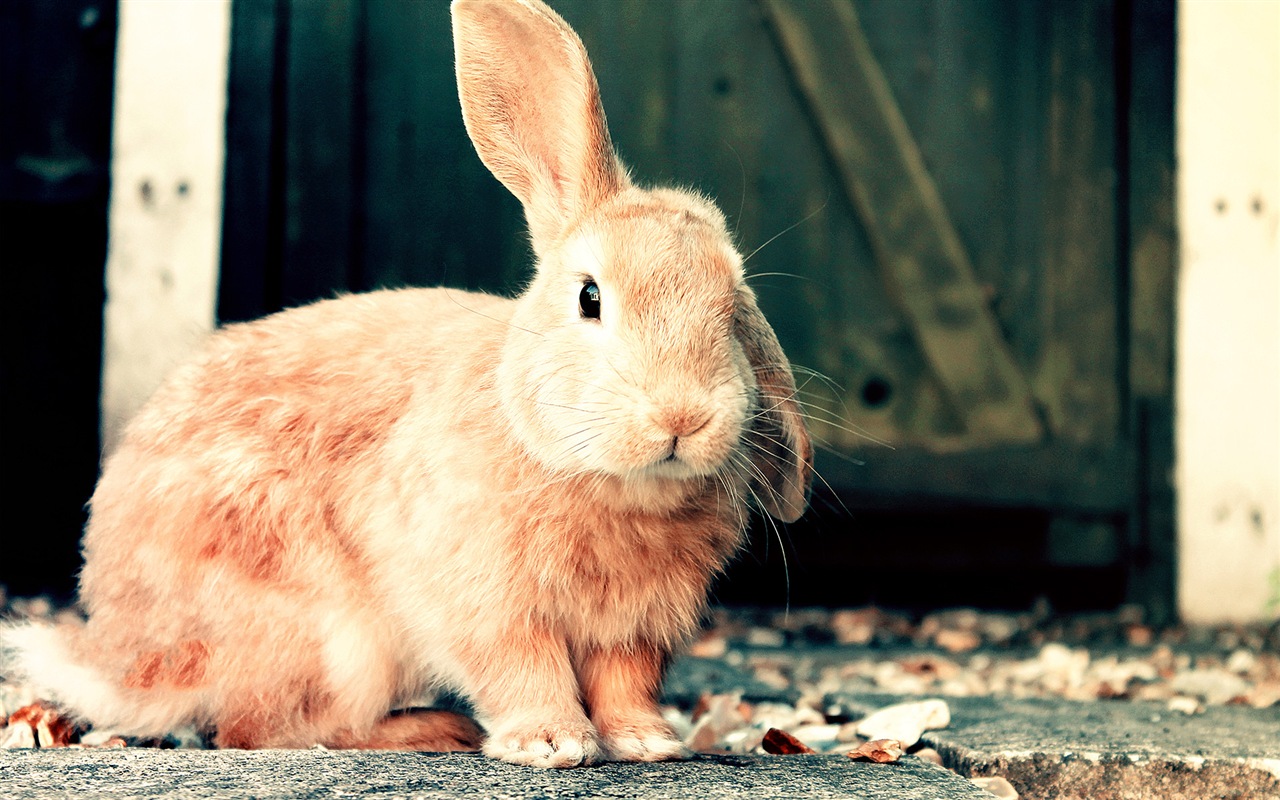 Furry animals, cute bunny HD wallpapers #17 - 1280x800