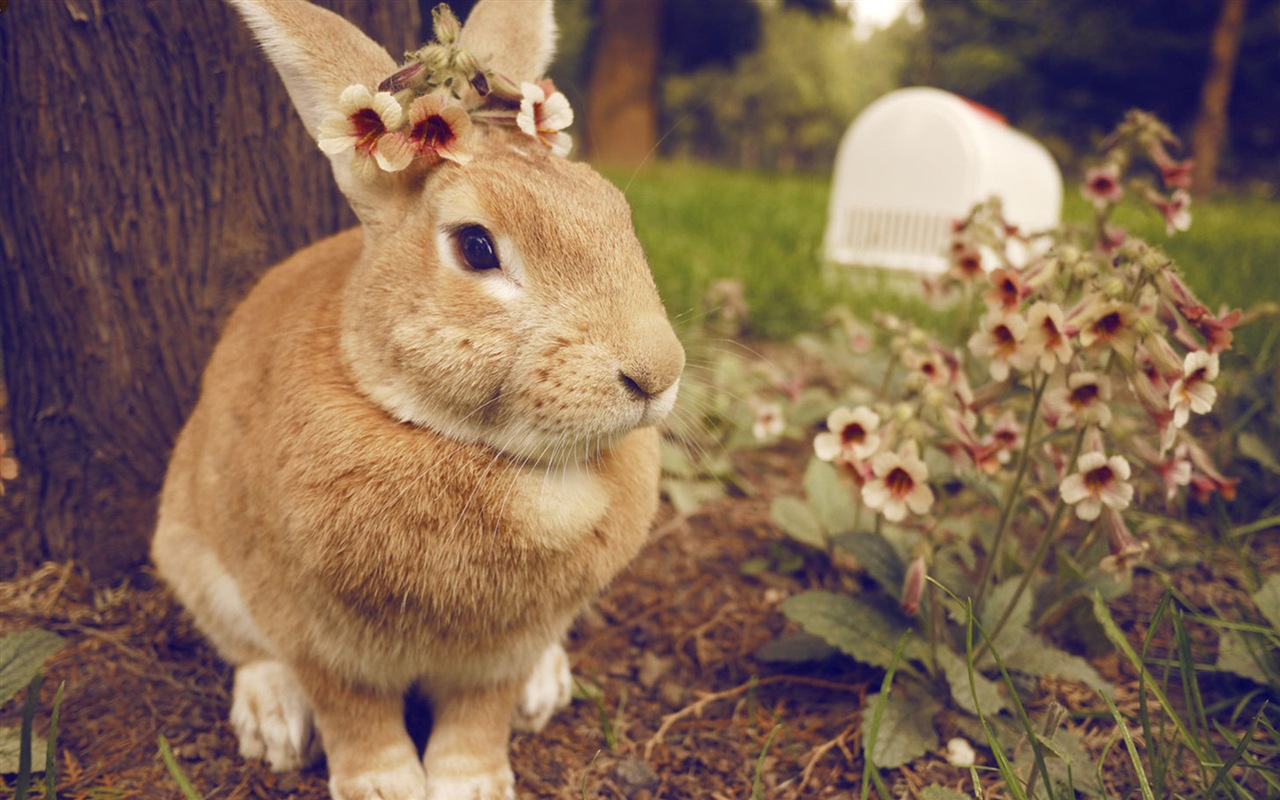 Furry animals, cute bunny HD wallpapers #18 - 1280x800