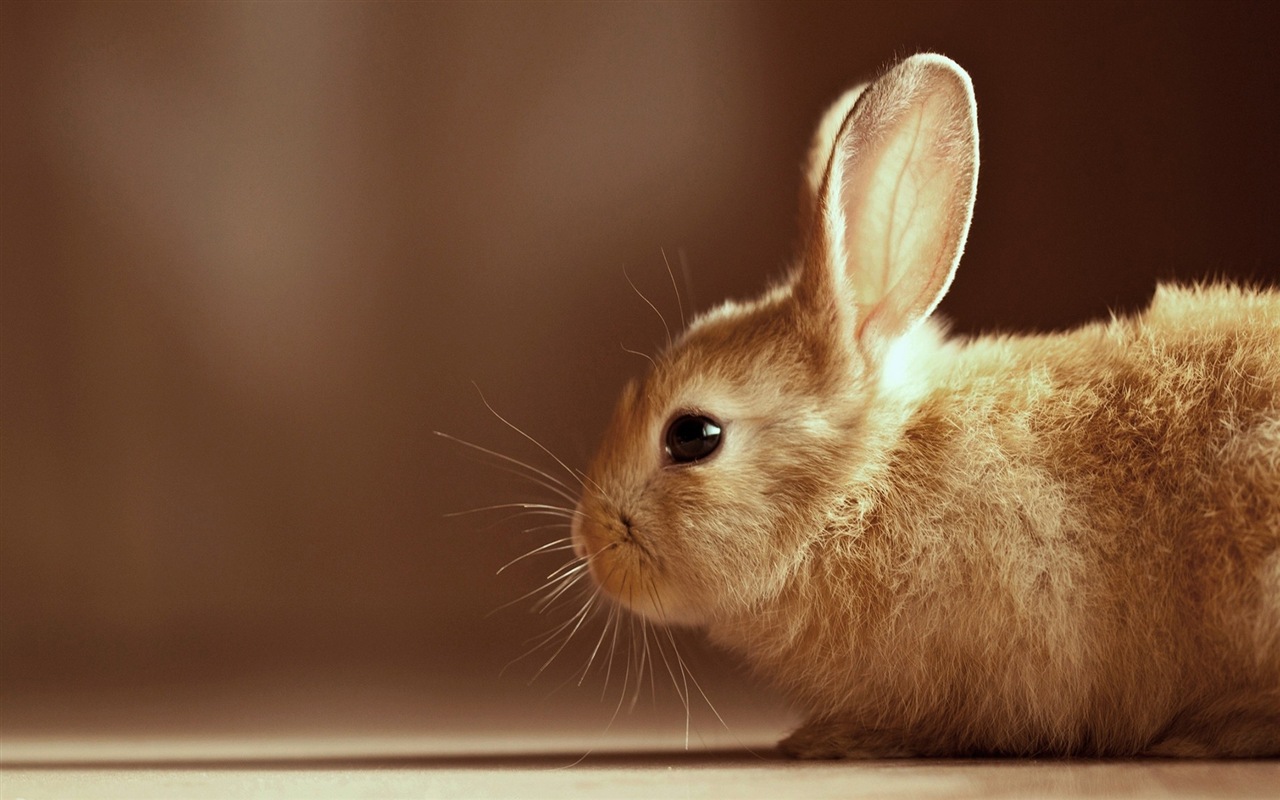毛茸茸的動物，可愛的兔子 高清壁紙 #19 - 1280x800