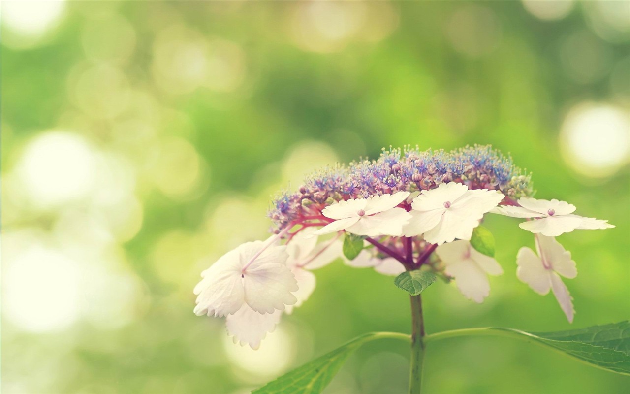 绚丽的色彩，美丽的鲜花 高清壁纸9 - 1280x800