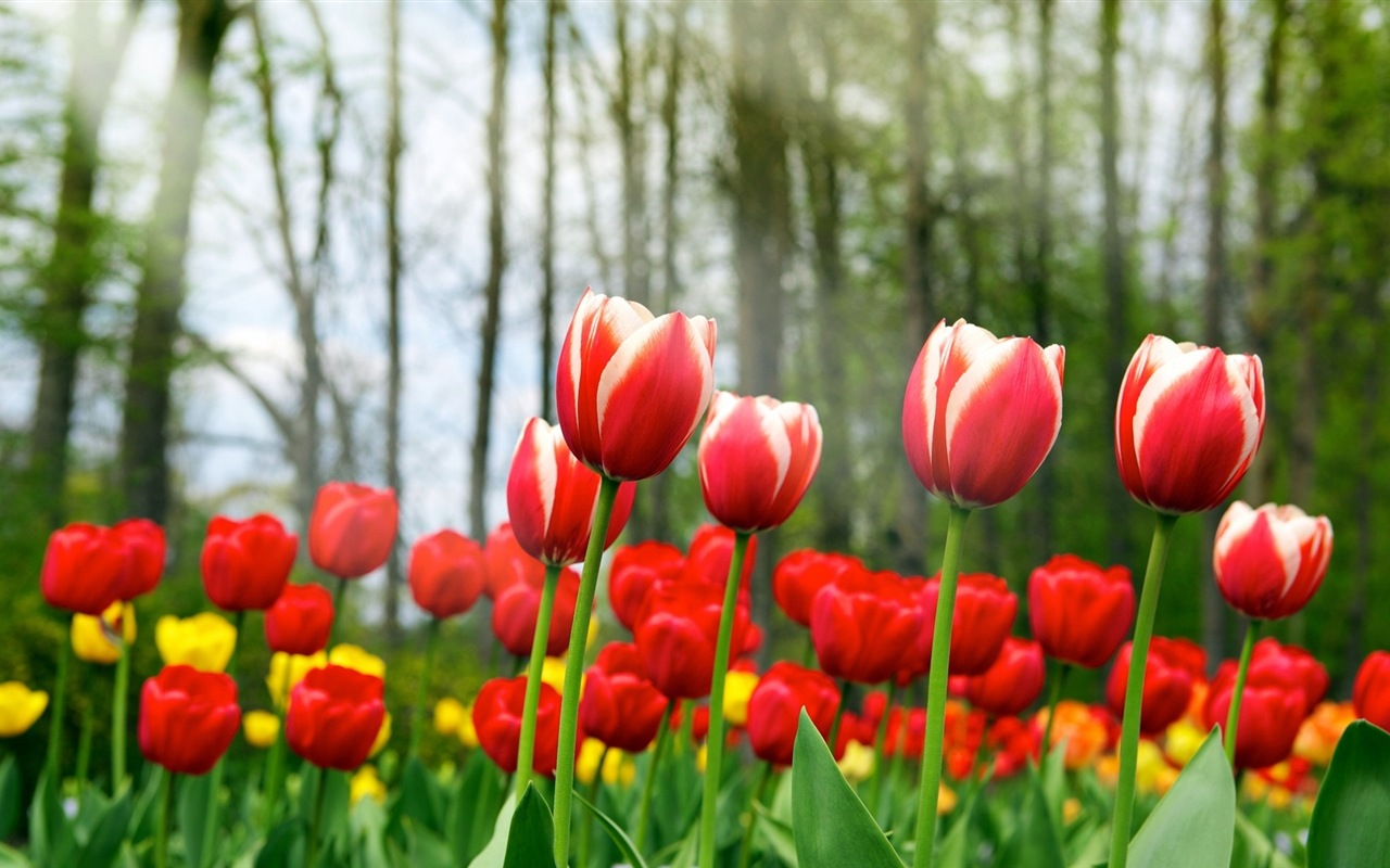 화려한 색상, 아름다운 꽃의 HD 배경 화면 #14 - 1280x800