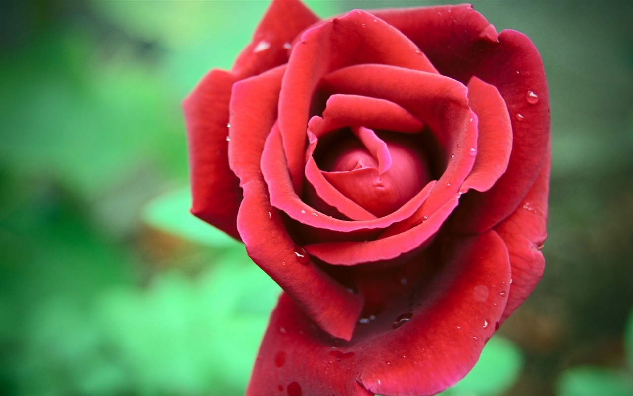 화려한 색상, 아름다운 꽃의 HD 배경 화면 #17 - 1280x800