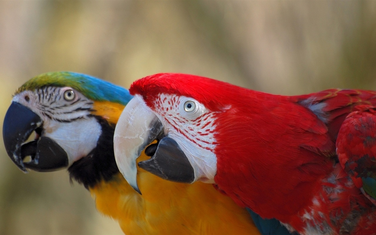 guacamayo primer plano HD fondos de pantalla #6 - 1280x800