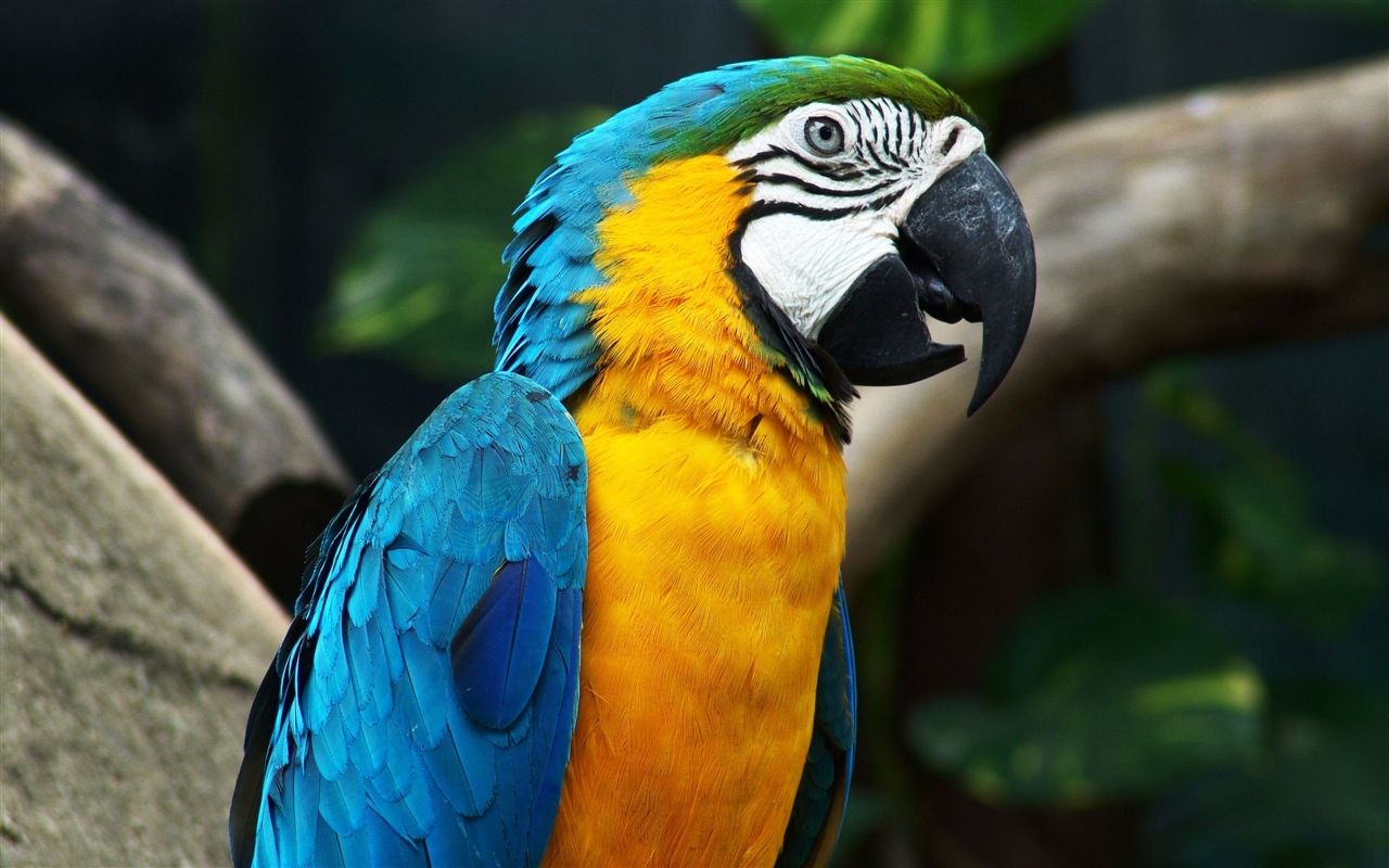 macaw close-up HD Tapety na plochu #7 - 1280x800