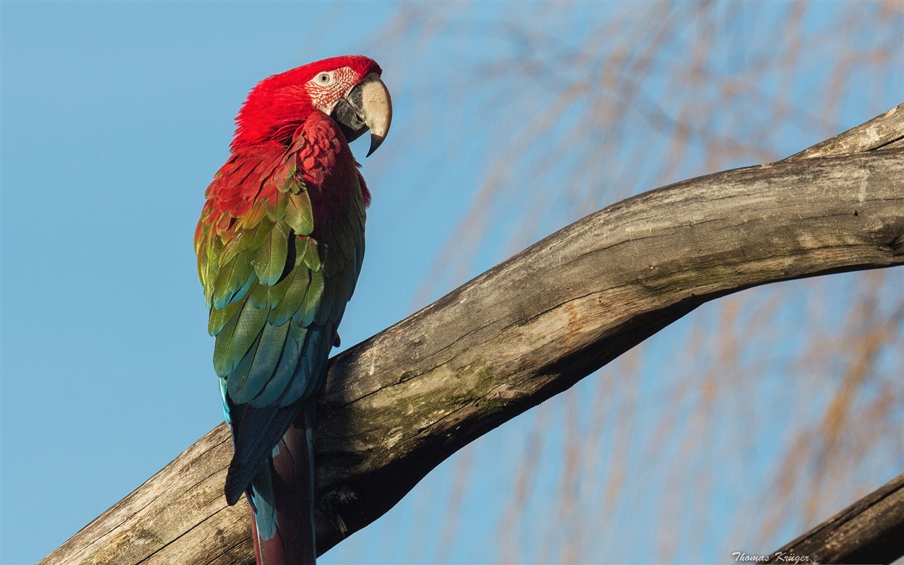 Macaw close-up fonds d'écran HD #10 - 1280x800