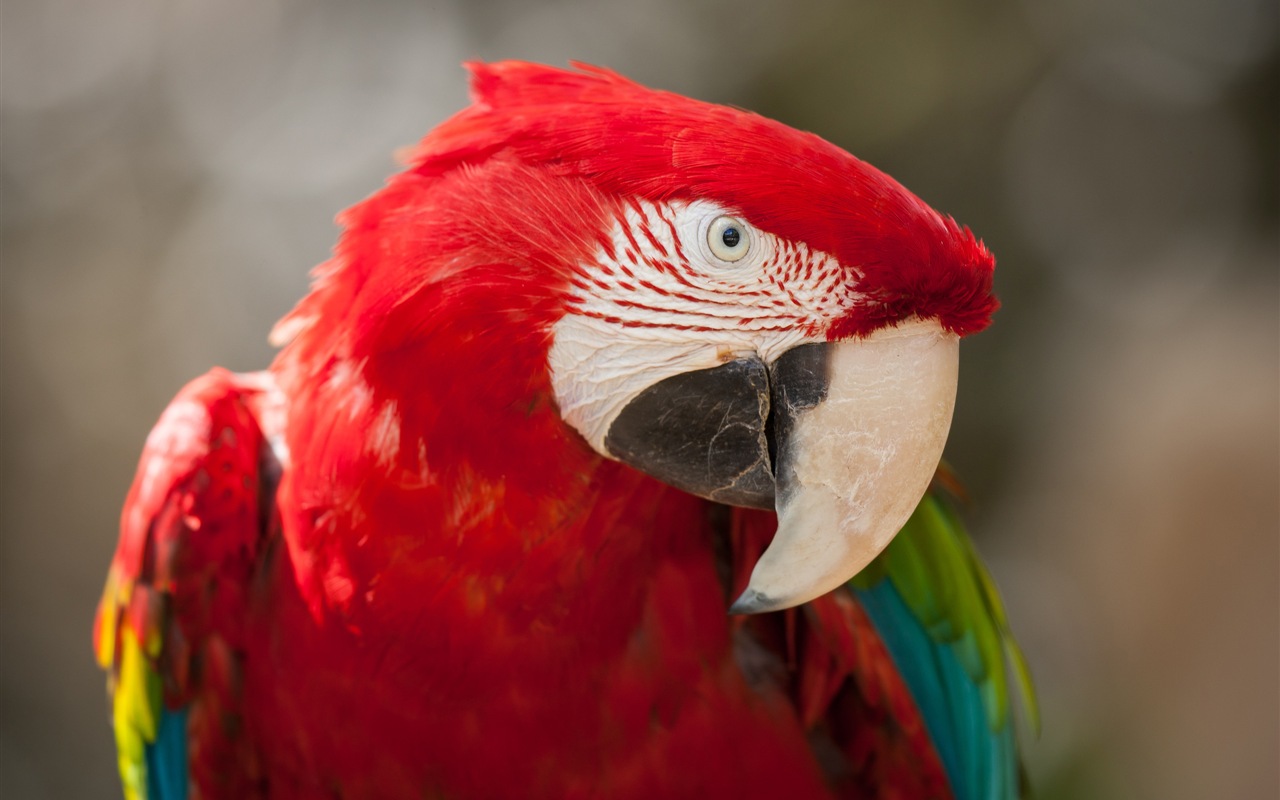 Macaw close-up HD wallpapers #11 - 1280x800