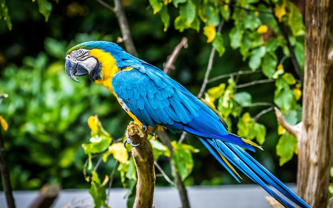 guacamayo primer plano HD fondos de pantalla #12 - 1280x800