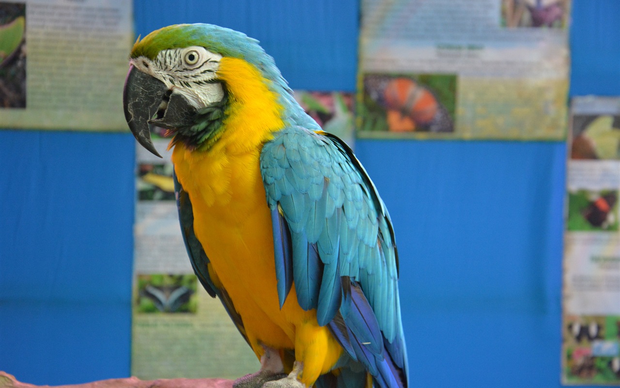 Macaw Nahaufnahme HD Wallpaper #13 - 1280x800