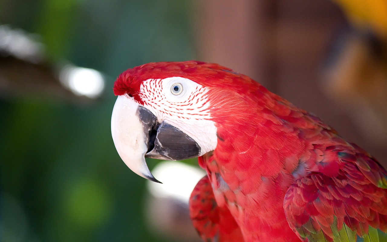 guacamayo primer plano HD fondos de pantalla #14 - 1280x800