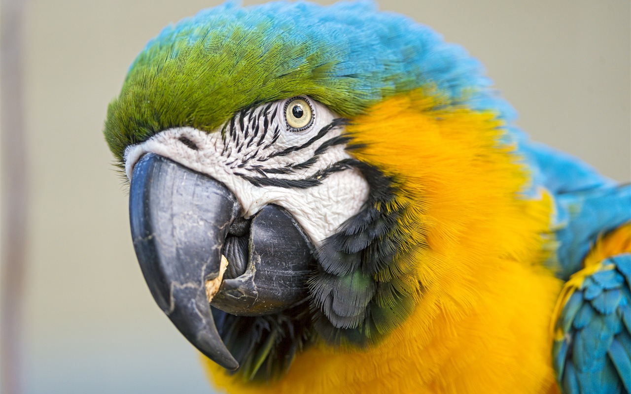 guacamayo primer plano HD fondos de pantalla #15 - 1280x800