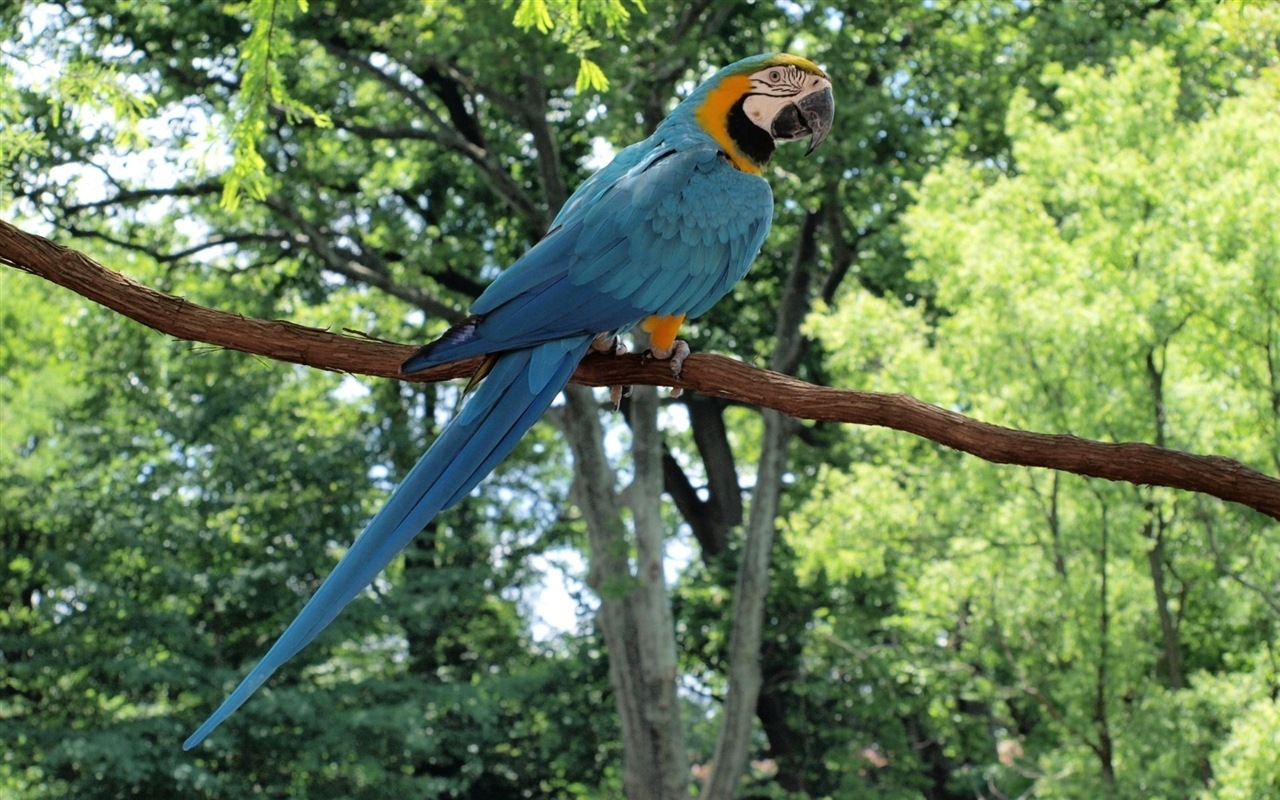 macaw close-up HD Tapety na plochu #22 - 1280x800