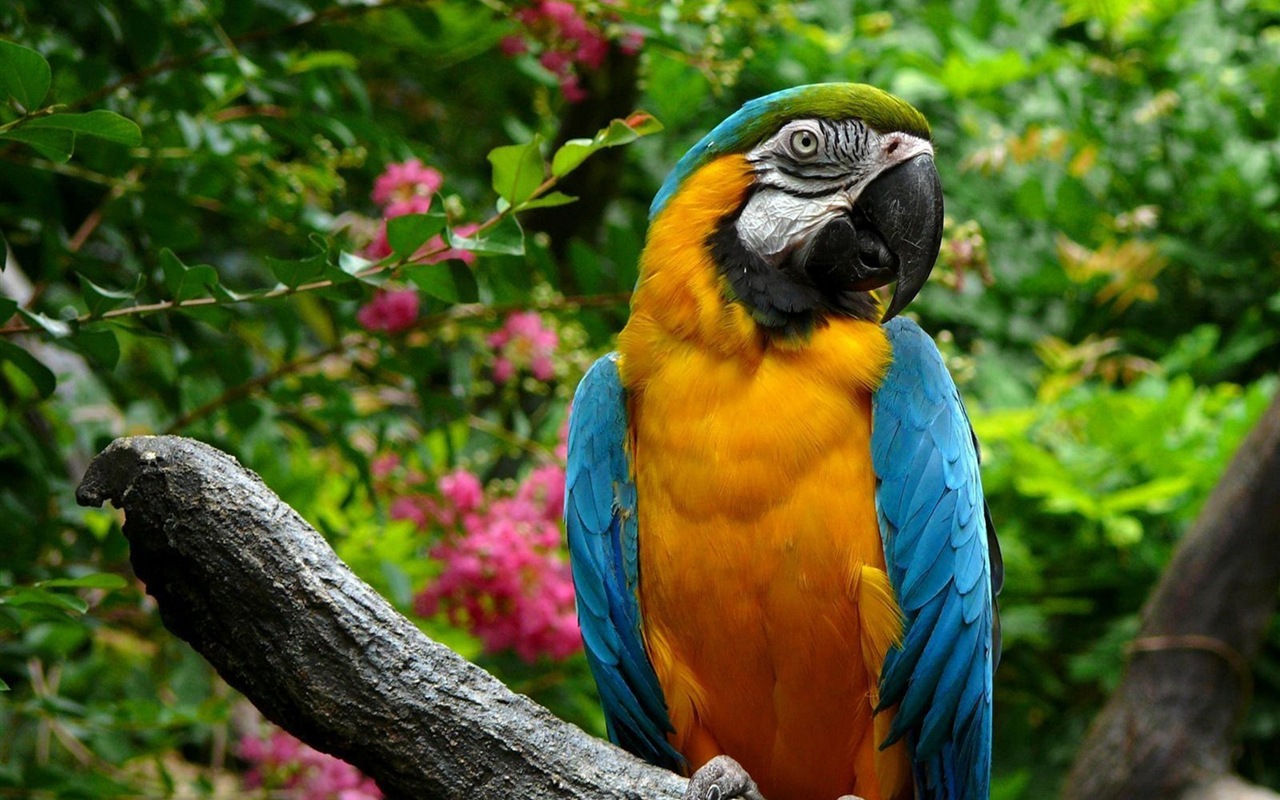 guacamayo primer plano HD fondos de pantalla #27 - 1280x800