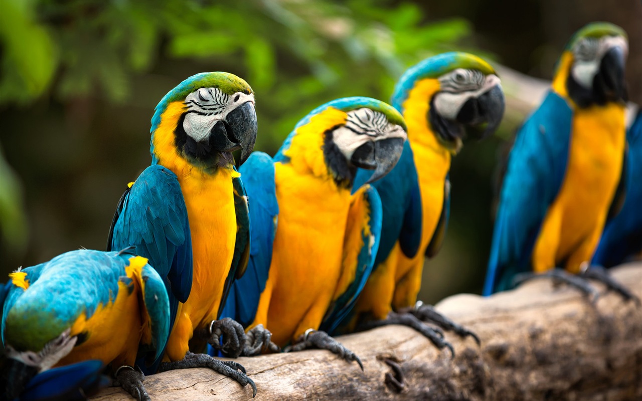 macaw close-up HD Tapety na plochu #1 - 1280x800