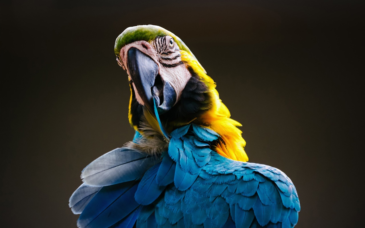 Macaw close-up HD wallpapers #2 - 1280x800