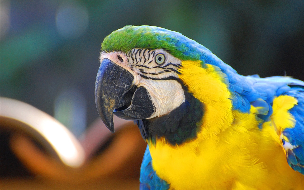 macaw close-up HD Tapety na plochu #3 - 1280x800