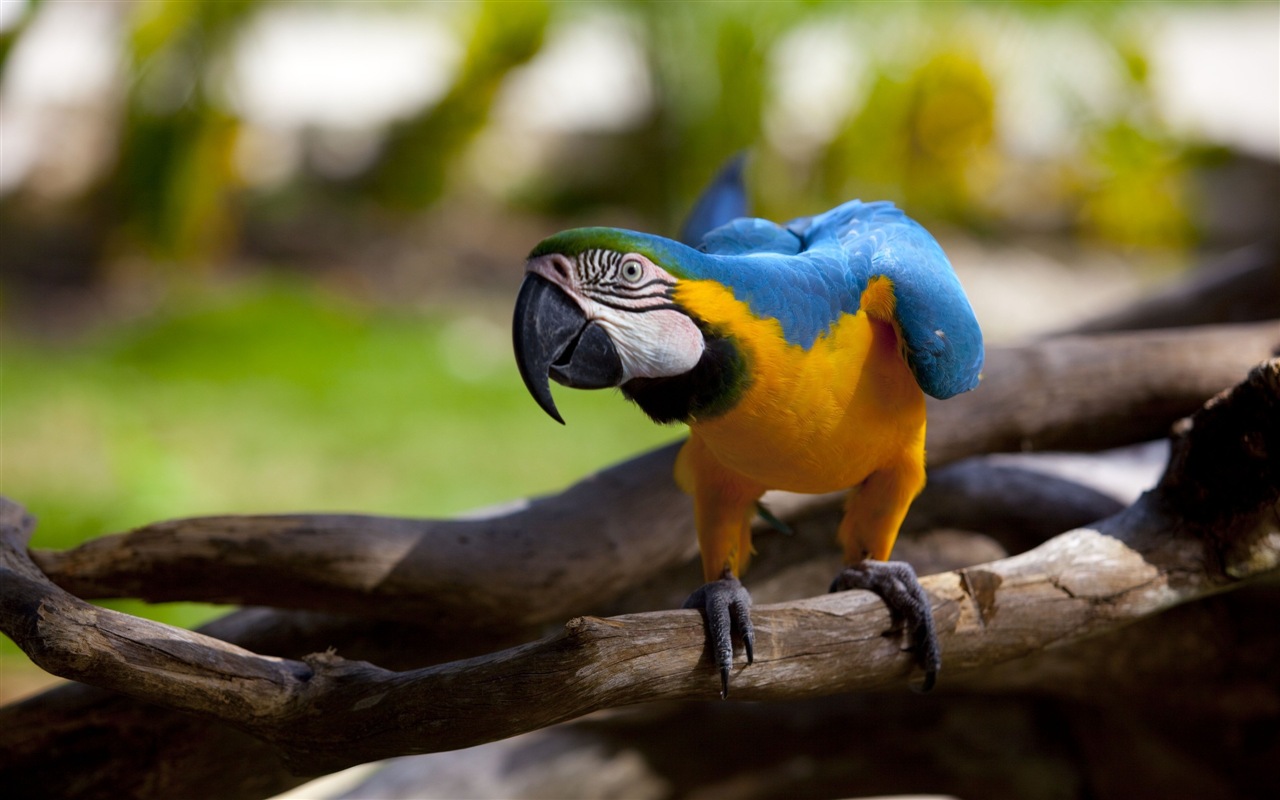 macaw close-up HD Tapety na plochu #4 - 1280x800