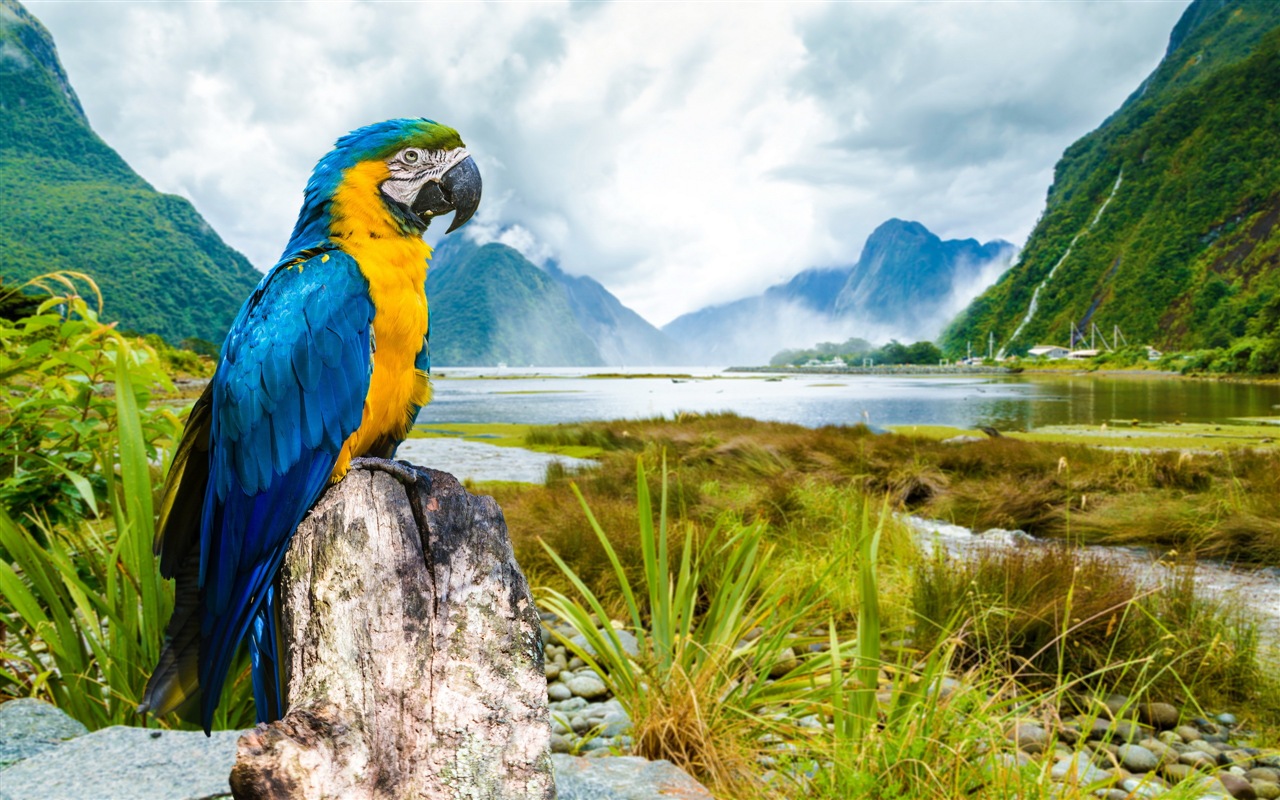 Macaw close-up HD wallpapers #5 - 1280x800