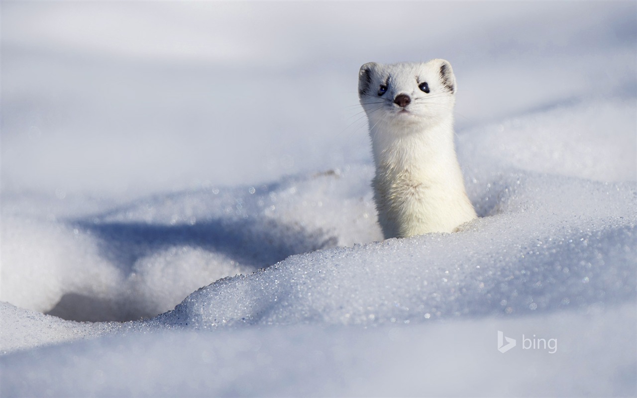 12 2014 fondos de pantalla HD Bing #12 - 1280x800