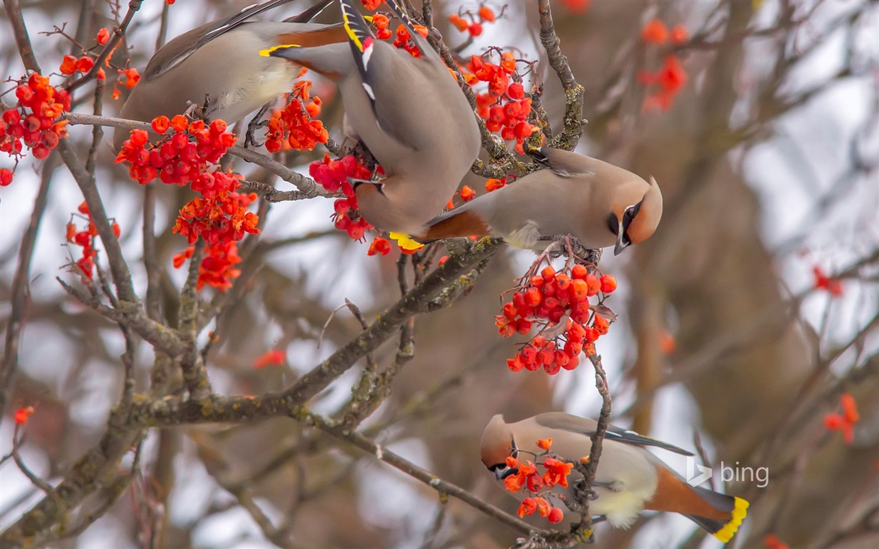 Décembre 2014 fonds d'écran HD Bing #14 - 1280x800