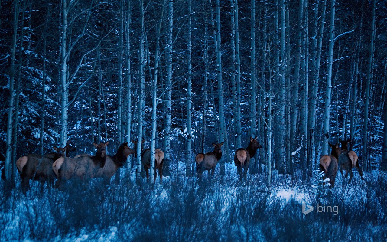 Décembre 2014 fonds d'écran HD Bing #18 - 1280x800