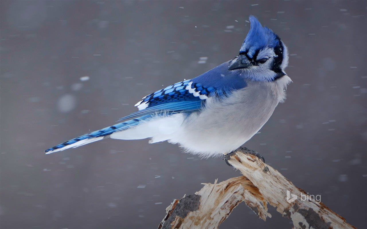 Décembre 2014 fonds d'écran HD Bing #21 - 1280x800