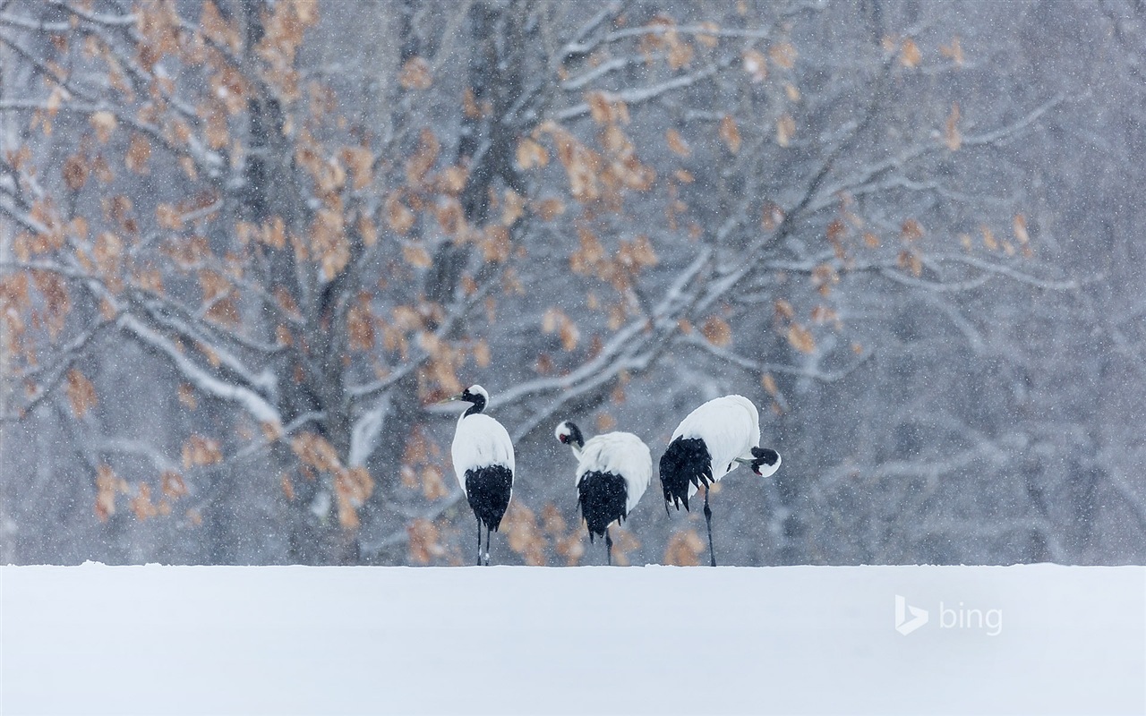 Décembre 2014 fonds d'écran HD Bing #25 - 1280x800