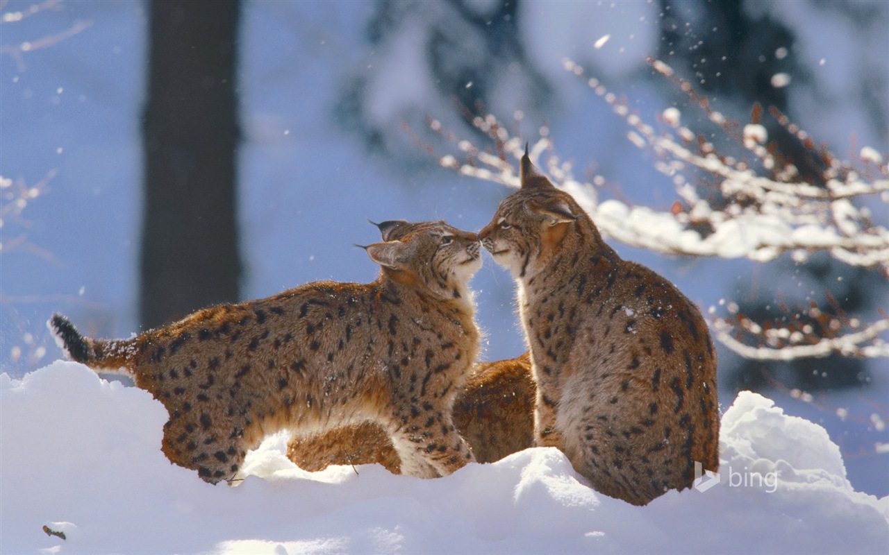 Décembre 2014 fonds d'écran HD Bing #28 - 1280x800