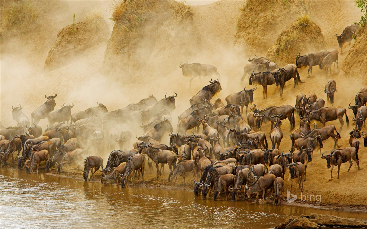 Janvier 2015 fonds d'écran HD Bing #17 - 1280x800