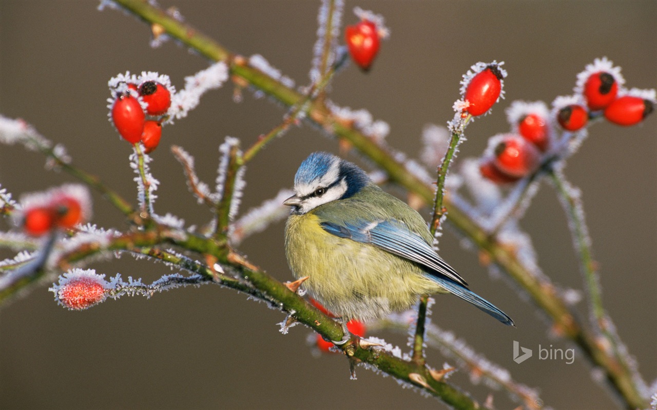 Janvier 2015 fonds d'écran HD Bing #20 - 1280x800