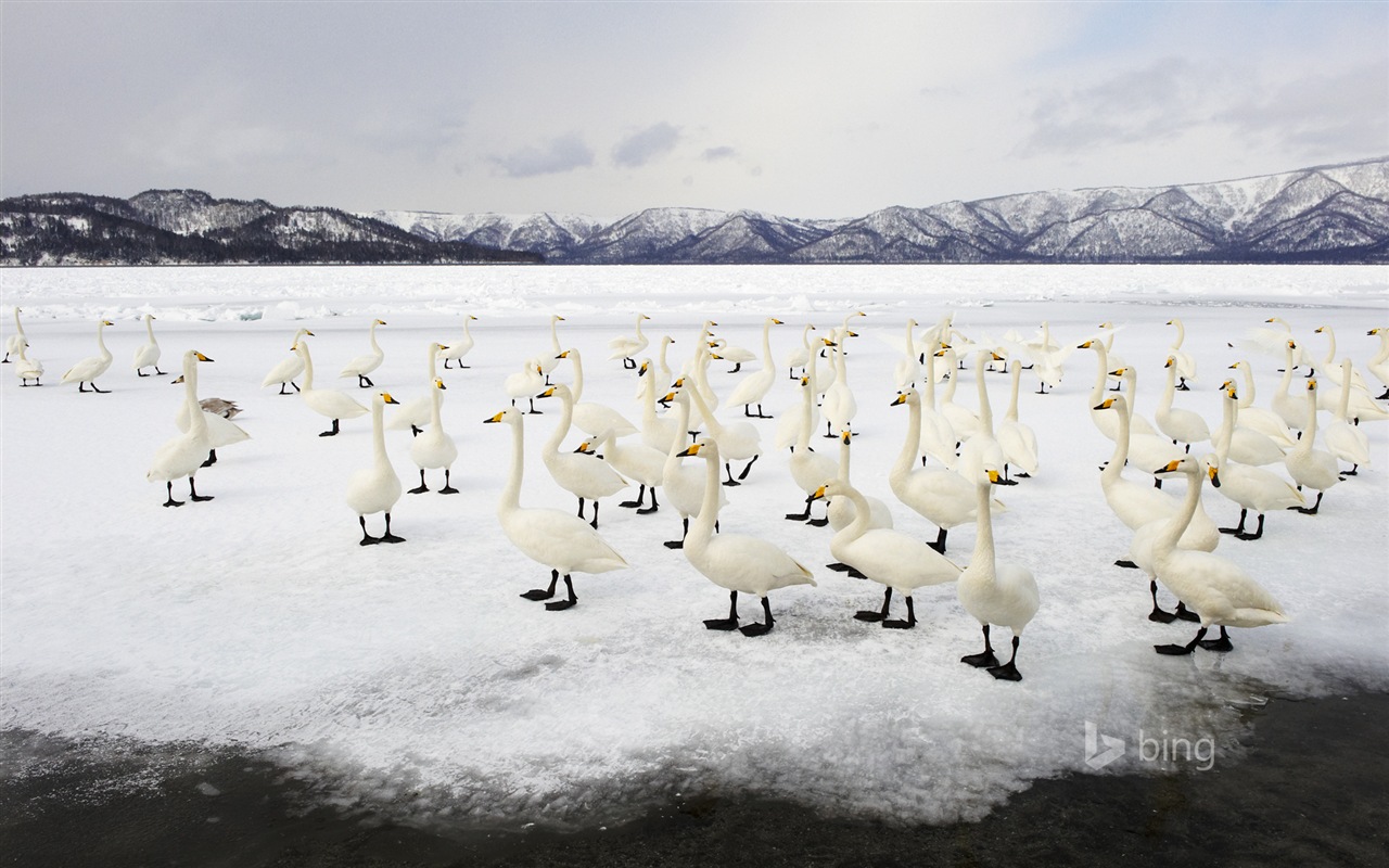 Janvier 2015 fonds d'écran HD Bing #24 - 1280x800