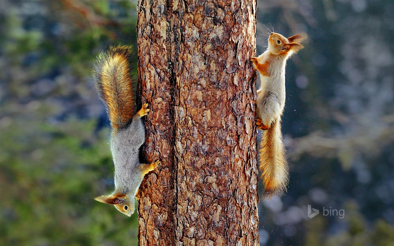 2015年1月 Bing HDの壁紙 #28 - 1280x800