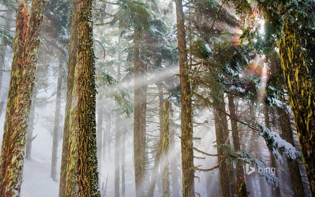 Janvier 2015 fonds d'écran HD Bing #30 - 1280x800