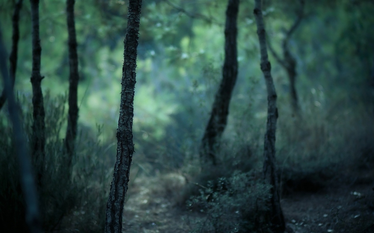Windows 8主題 森林風光 高清壁紙 #7 - 1280x800