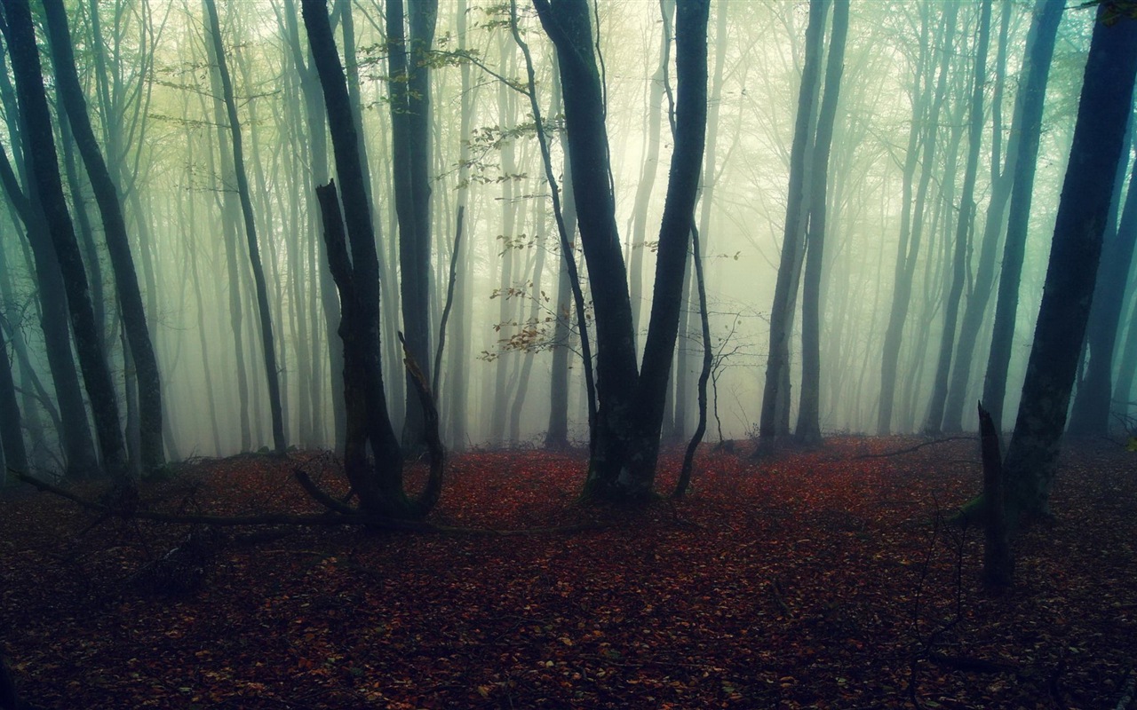 Windows 8 theme forest scenery HD wallpapers #9 - 1280x800