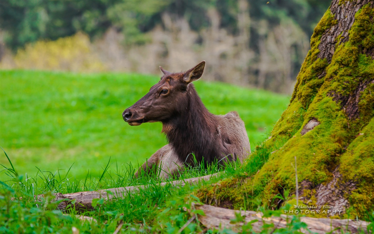 Windows 8主題，野生動物 高清壁紙 #1 - 1280x800