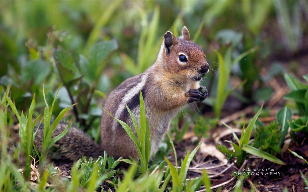 Windows 8主題，野生動物 高清壁紙 #4 - 1280x800