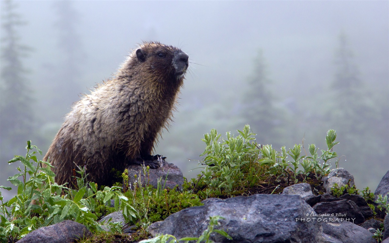 Windows 8主題，野生動物 高清壁紙 #5 - 1280x800